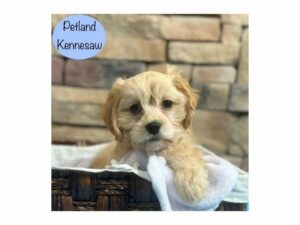 Cavachon-Dog-Male-Tan / White-28712-Petland Kennesaw, Georgia