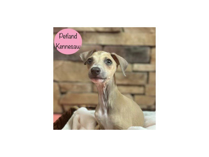 Italian Greyhound Dog Female Fawn 28692
