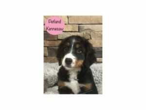 Bernese Mountain Dog-Dog-Female-Black Rust / White-28694-Petland Kennesaw, Georgia