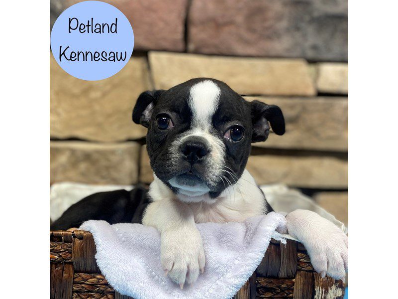Boston Terrier Dog Male Black Brindle / White 28719