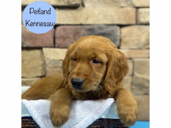 Golden Retriever Dog Male Golden 28733 Petland Kennesaw, Georgia