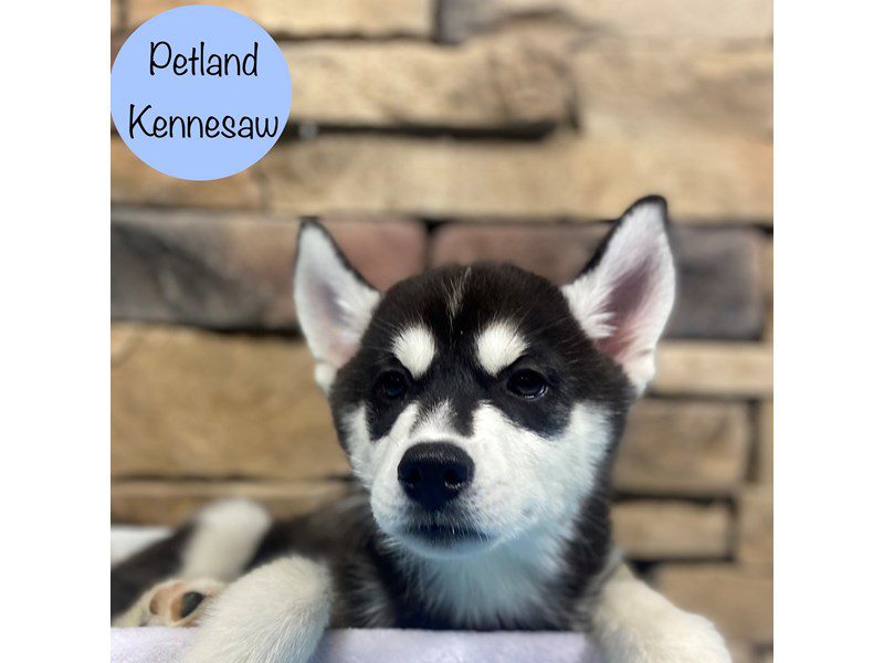 Siberian Husky Dog Male Black / White 28696