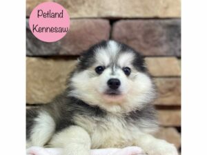 Pomsky-Dog-Female-Black / White-28728-Petland Kennesaw, Georgia