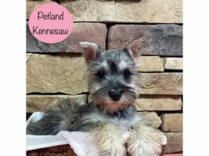 Miniature Schnauzer-Dog-Female-Salt / Pepper-28721-Petland Kennesaw, Georgia