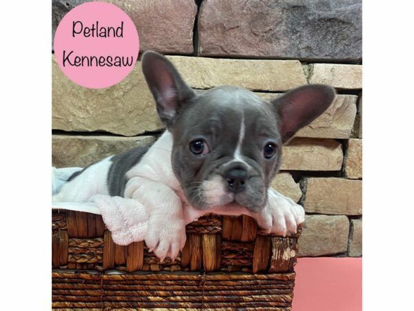 French Bulldog Dog Female Blue 28732 Petland Kennesaw, Georgia