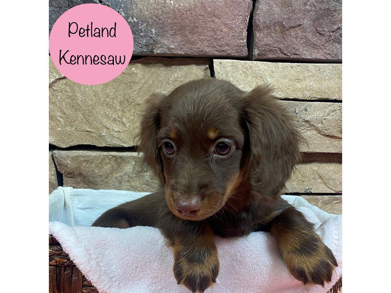 Dachshund Dog Female Chocolate 28743