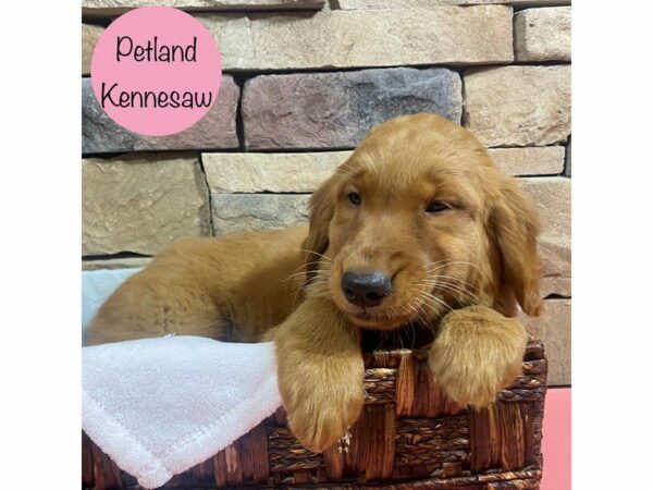 Golden Retriever Dog Female Golden 28731 Petland Kennesaw, Georgia