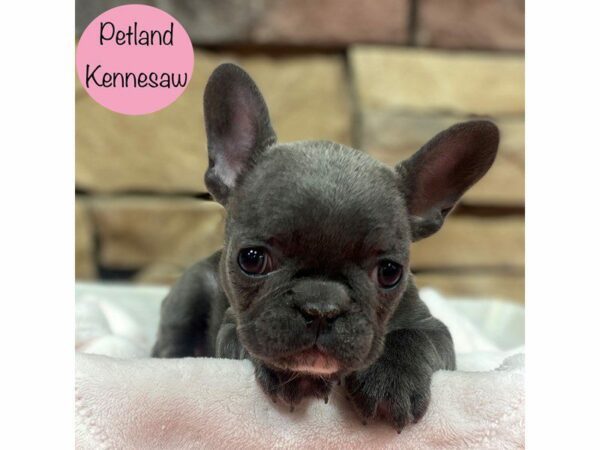 French Bulldog Dog Female Blue 28768 Petland Kennesaw, Georgia