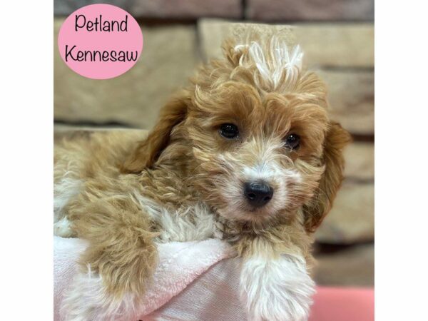 Miniature Goldendoodle 2nd Gen Dog Female Golden 28754 Petland Kennesaw, Georgia