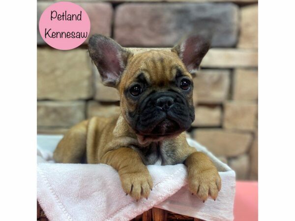 French Bulldog-Dog-Female-Red Fawn-28767-Petland Kennesaw, Georgia