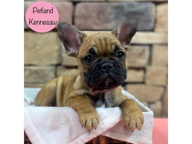 French Bulldog Dog Female Red Fawn 28767