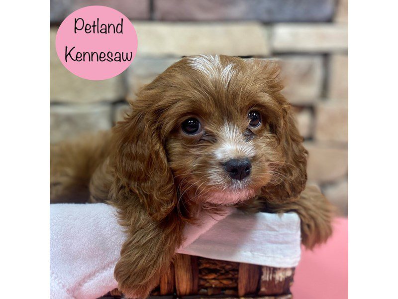 Cavapoo Dog Female Red 28763