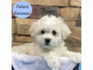 Bichon Frise-Dog-Male-White-28755-Petland Kennesaw, Georgia