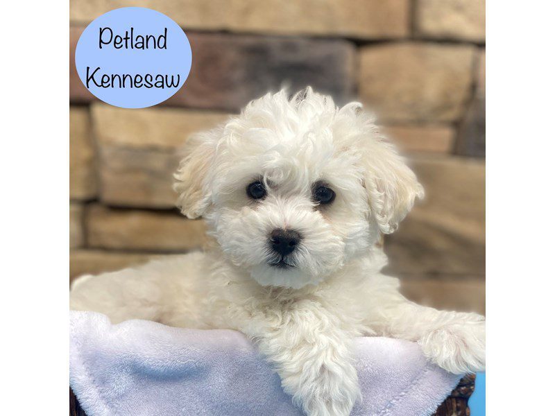 Bichon Frise Dog Male White 28755