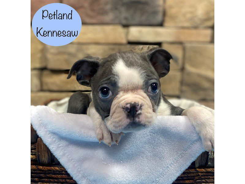 Boston Terrier Dog Male Gray / White 28747