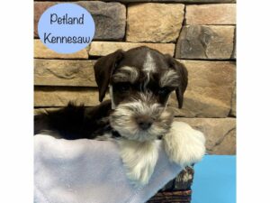 Miniature Schnauzer-Dog-Male-Chocolate-28769-Petland Kennesaw, Georgia