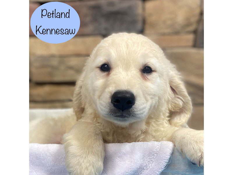 Golden Retriever Dog Male Cream 28759