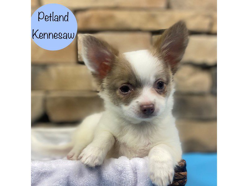Chihuahua Dog Male Blue Fawn / White 28774