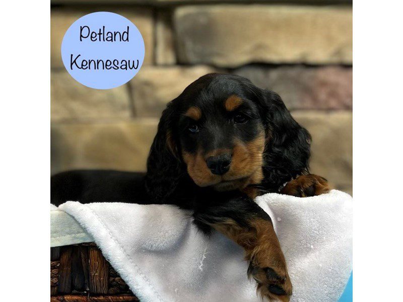 Dachshund Dog Male Black / Tan 28782