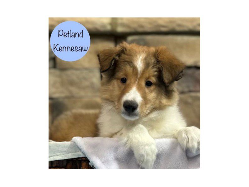 Shetland Sheepdog Dog Male Sable / White 28789