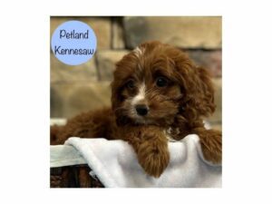 Cavapoo-Dog-Male-Red-28777-Petland Kennesaw, Georgia