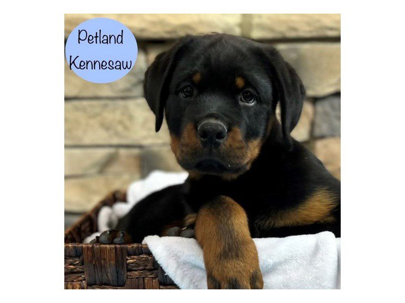 Rottweiler Dog Male Black / Tan 28778