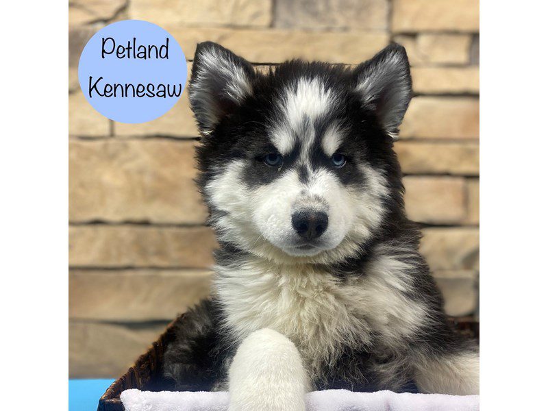 Siberian Husky Dog Male Black / White 28794