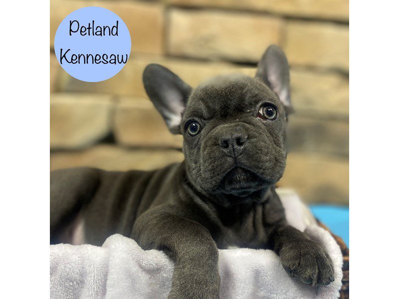 French Bulldog Dog Male Blue 28796