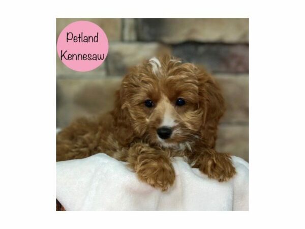 Miniature Goldendoodle 2nd Gen Dog Female Red 28785 Petland Kennesaw, Georgia