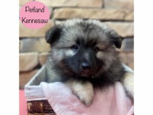 Keeshond-Dog-Female-Black / Silver-28791-Petland Kennesaw, Georgia