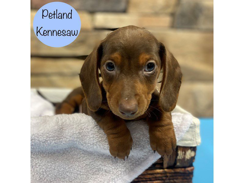 Dachshund Dog Male Chocolate / Tan 28799