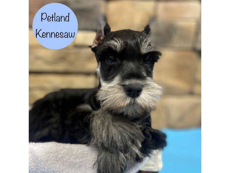 Miniature Schnauzer Dog Male Salt and Pepper 28800