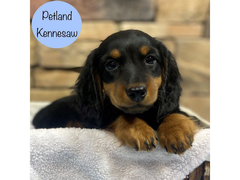 Dachshund Dog Male Black / Tan 28821