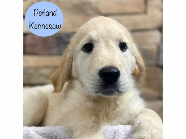 Golden Retriever Dog Male Golden 28815 Petland Kennesaw, Georgia