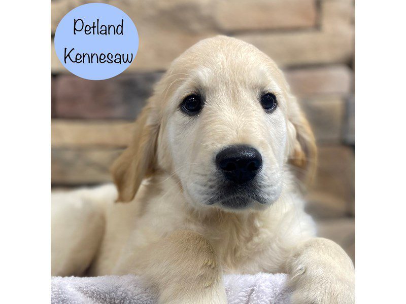 Golden Retriever Dog Male Golden 28815