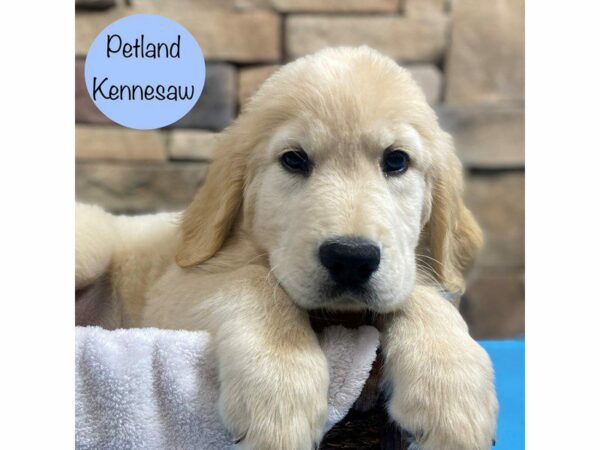 Golden Retriever Dog Male Golden 28814 Petland Kennesaw, Georgia