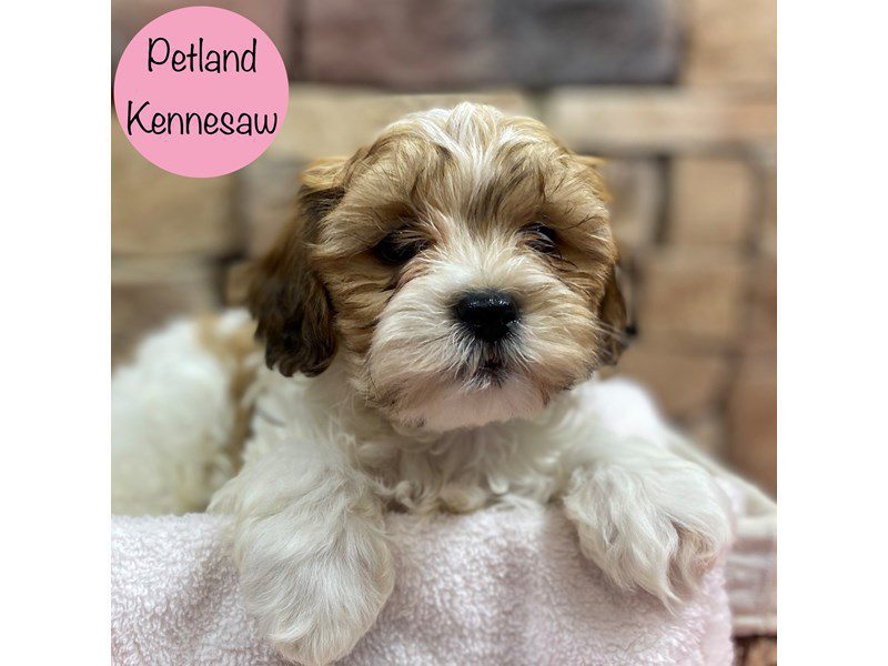 Teddy Bear Dog Female Sable / White 28811