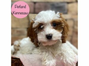 Cavapoo-Dog-Female-Blenheim-28834-Petland Kennesaw, Georgia
