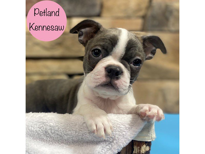 Boston Terrier Dog Female Blue / White 28826