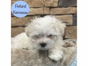 Maltese-Dog-Male-White-28645-Petland Kennesaw, Georgia