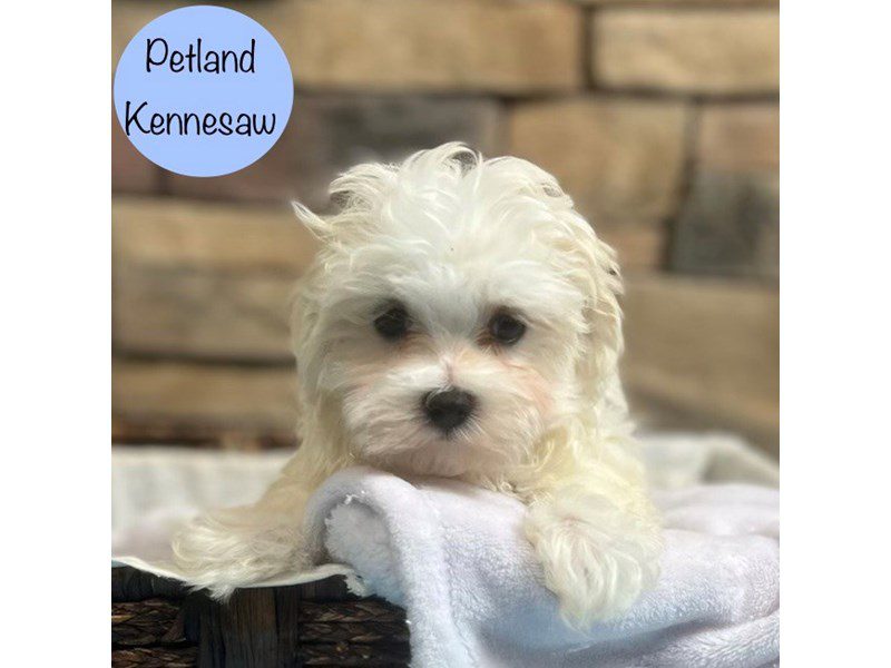 Maltese Dog Male White 28700