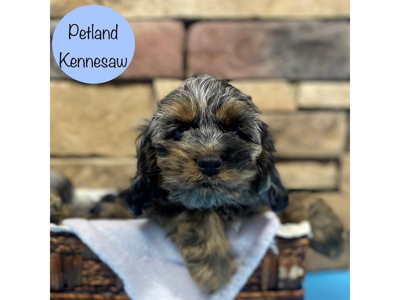 Cockapoo Dog Male Blue Merle 28741