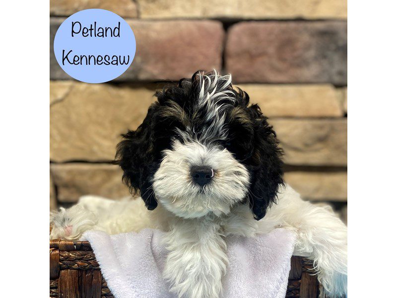 Cavapoo Dog Male Tri 28742