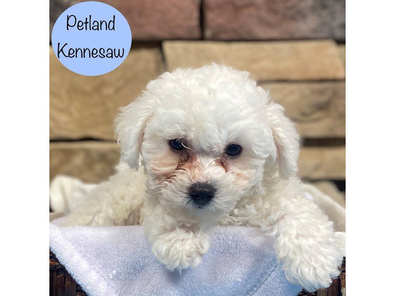 Bichon Frise Dog Male White 28667