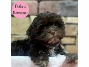 Havanese-Dog-Female-Chocolate / White-28746-Petland Kennesaw, Georgia