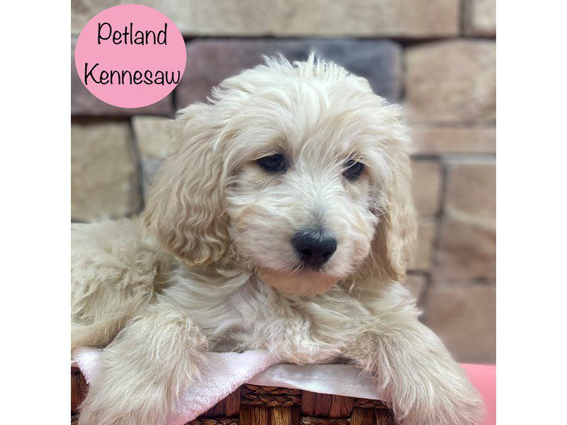 Goldendoodle Dog Female Golden 28760