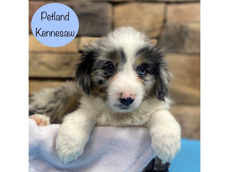 Australian Shepherd Dog Male Blue Merle 28751