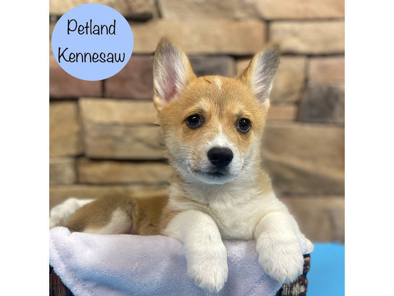 Pembroke Welsh Corgi Dog Male Red 28765