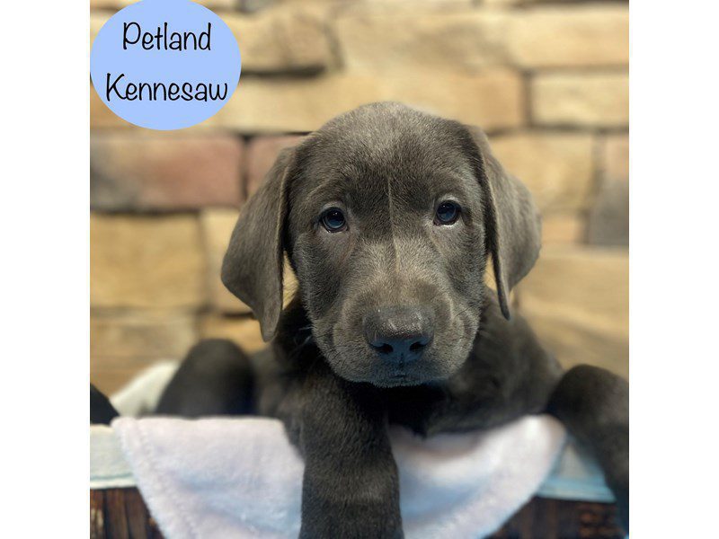Labrador Retriever Dog Male Charcoal 28753