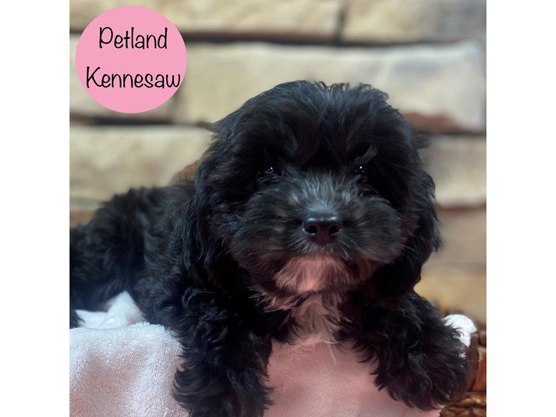 Cavapoo Small Animal Black / White ID:28783 Located at Petland Kennesaw ...
